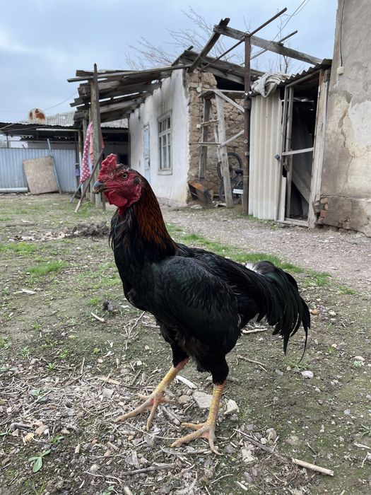 дакан бойцовый кораз