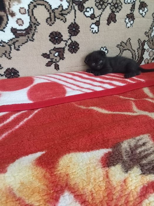 Отдам в добрые руки