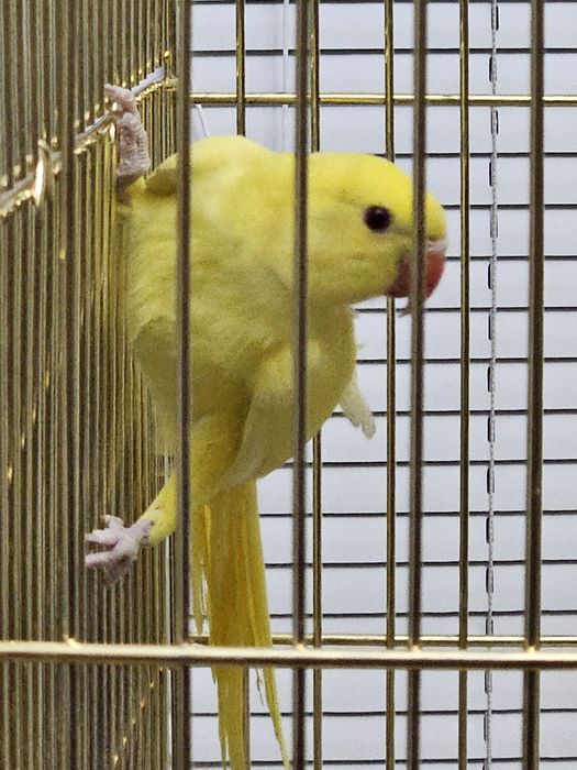 Желтый ожереловый попугай