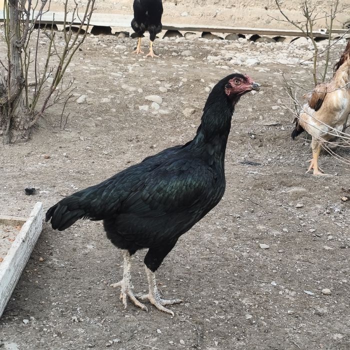 Zotdor Dakan Makiyon / Toza Aseel tovuq / Nasl uchun sara dakan