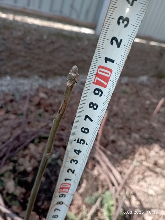 Саженец грецкого ореха продам обмен