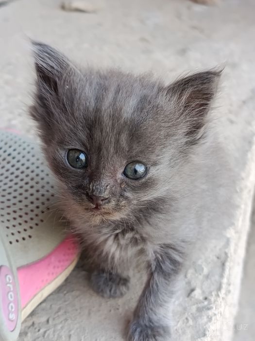 Котята и кошки милые