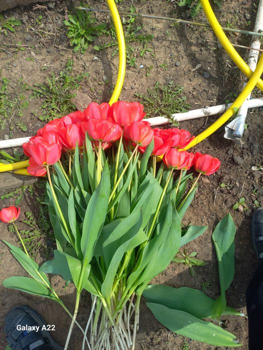 Қызғалдақ сатылады