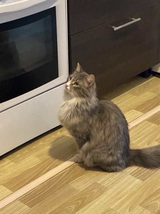 Умный интеллегентный кот ищет дом