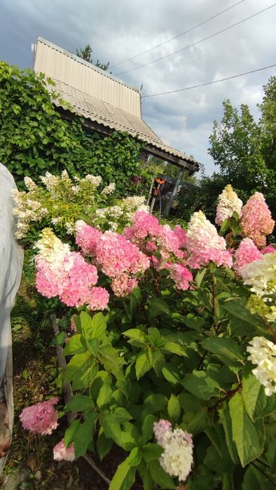 Дача, СО "Пригородное"