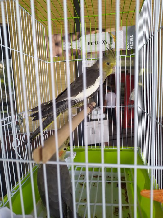 Попугай карелло разного года здоровые живут в свободном комнате