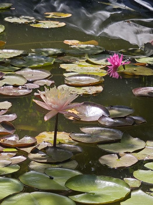 Продавам водни лилии