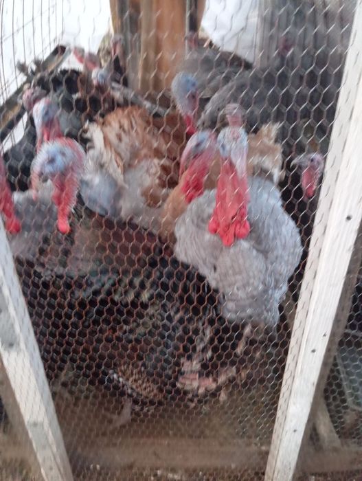 Пуяци селски продава