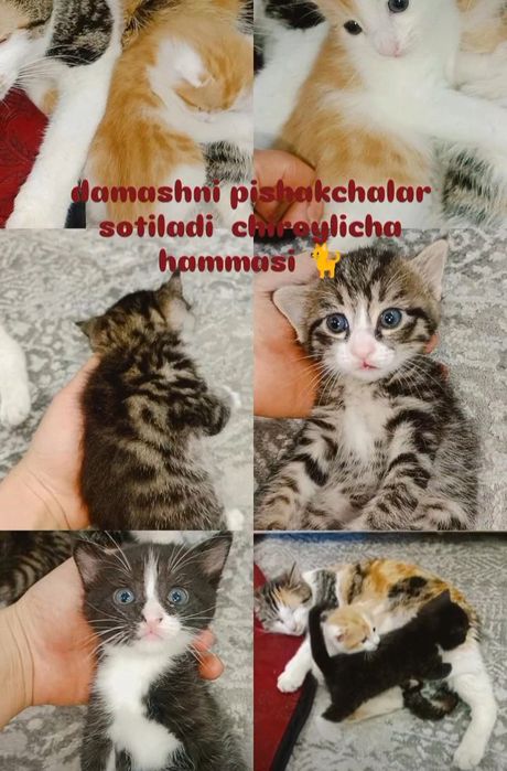 zuq pishakcha aqilli