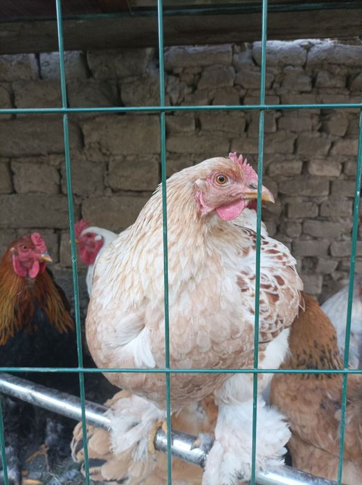 Brama Ho'rozlari sotiladi