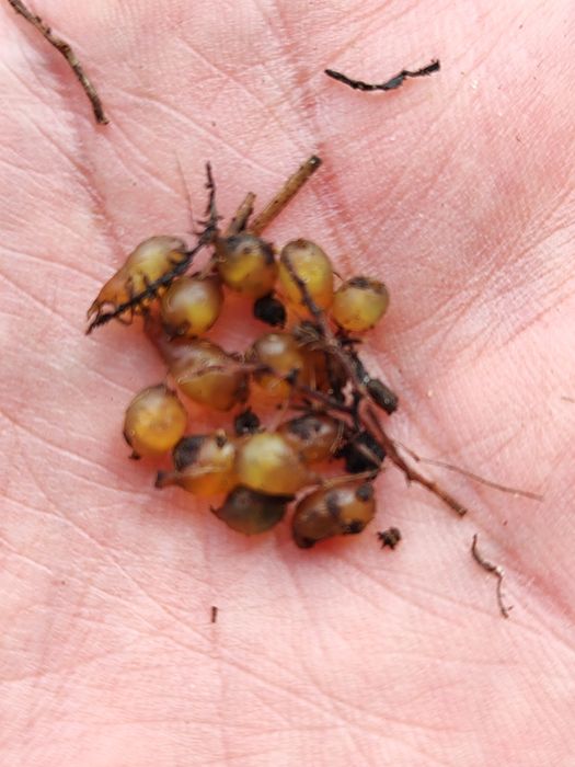 Черви Құрт дендробена и коконы