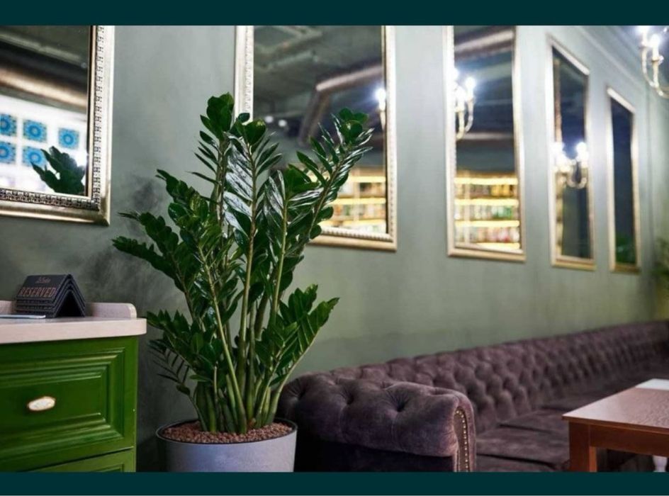 Цветы для дома и офиса. Гуллар