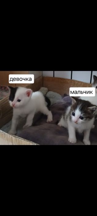 Отдам котят в хорошие руки