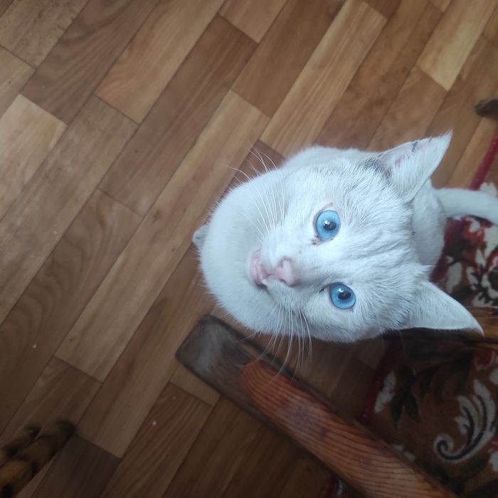 Белый кот в хорошие руки