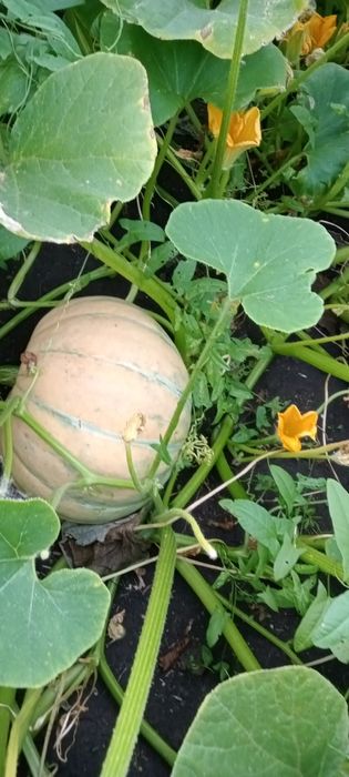 Продам тыкву со своего огорода
