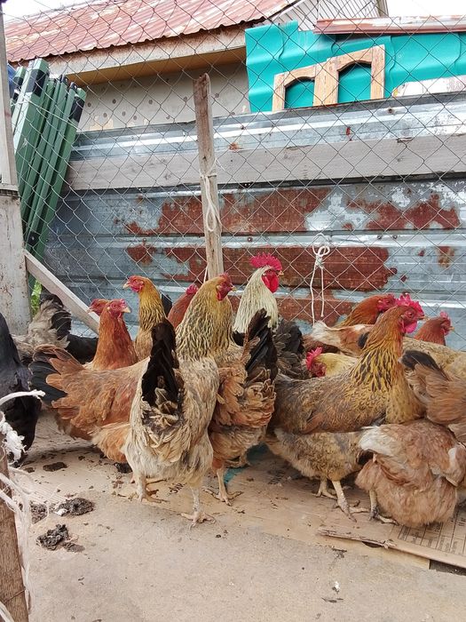 Продам куры кученский