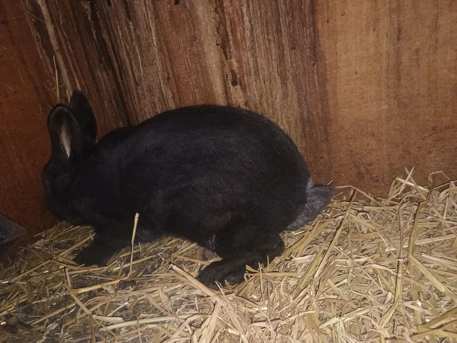 Iepuroaică neozeelandez