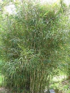 Продавам растения студоустойчив бамбук