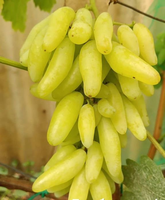 Lamborghini viță de vie