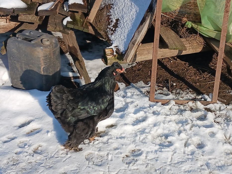 Gaini și cocoși de vanzare