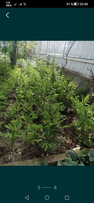 brad pentru evenimente