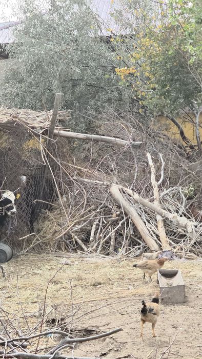 Отын бар Сатылатын