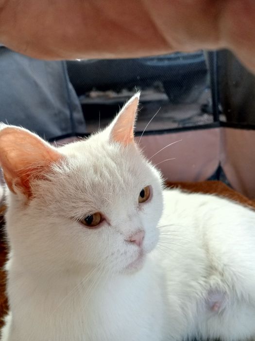 Продам котят шотландских страйт