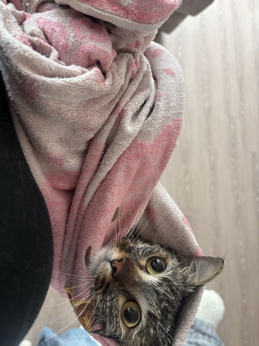 Отдам котэээээээээээээээээээээээээээээээээээээээээээээээээээээээээээээ