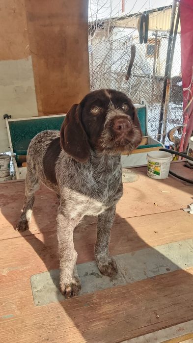 Доич Дратхар 3 месяца