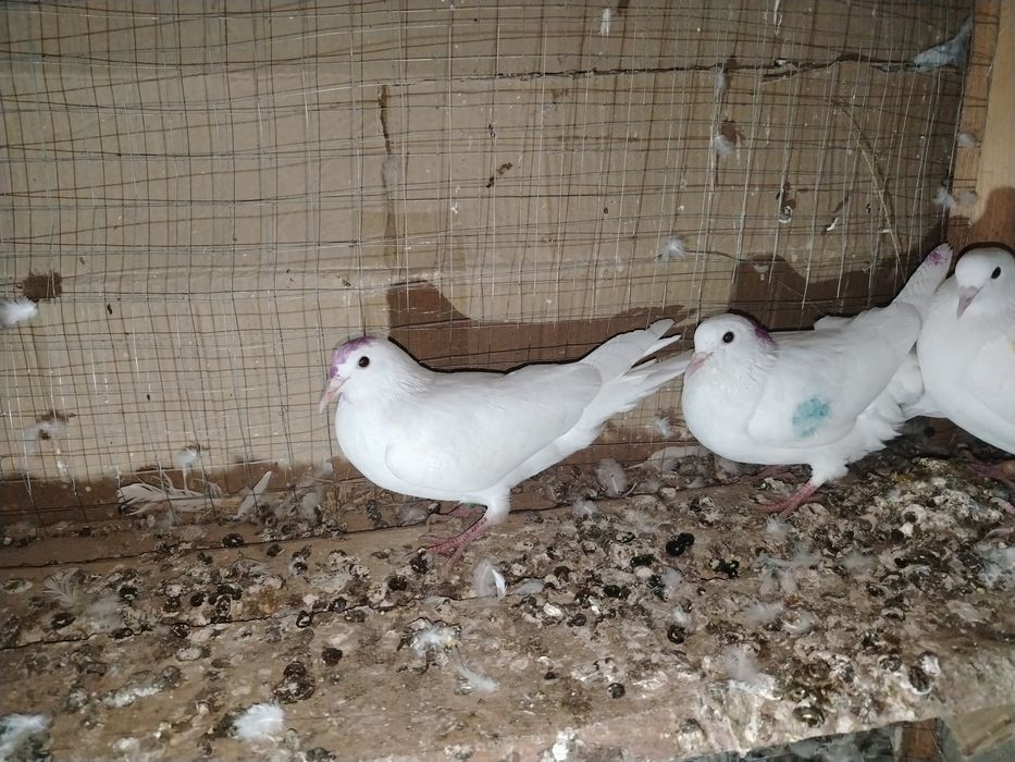 Иран кептерлер сатылады