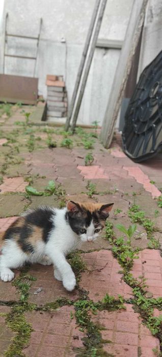 DONEZ PUI PISICA PISOI PISOIASI varsta 7 saptamani si jumatate  3 pui de pisica