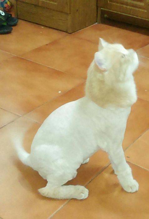 Кошки, срижка , купание и т.д.