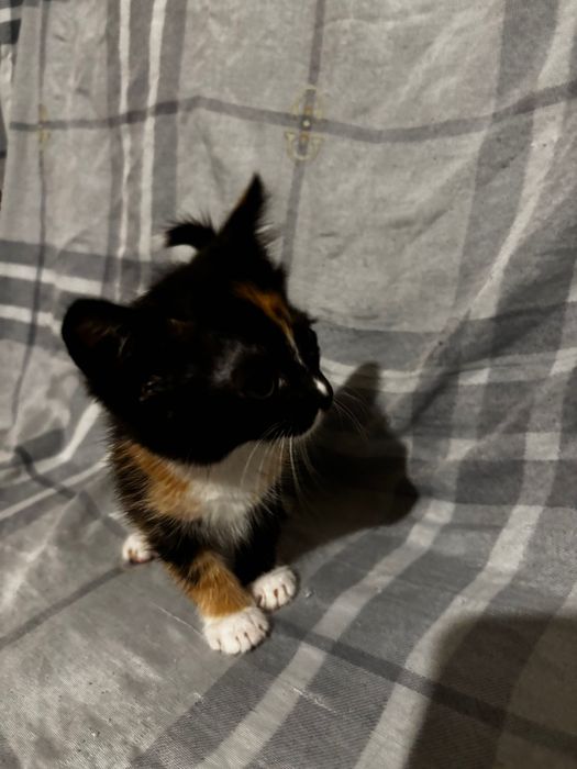 Отдам котенка в добрые руки