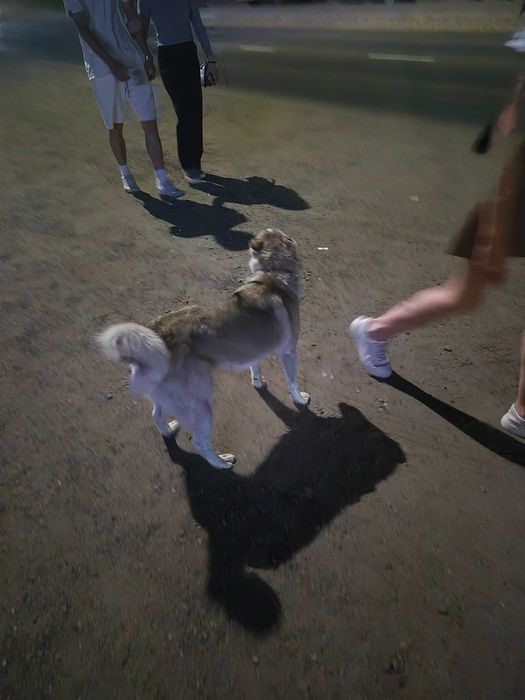 Потерялась собака