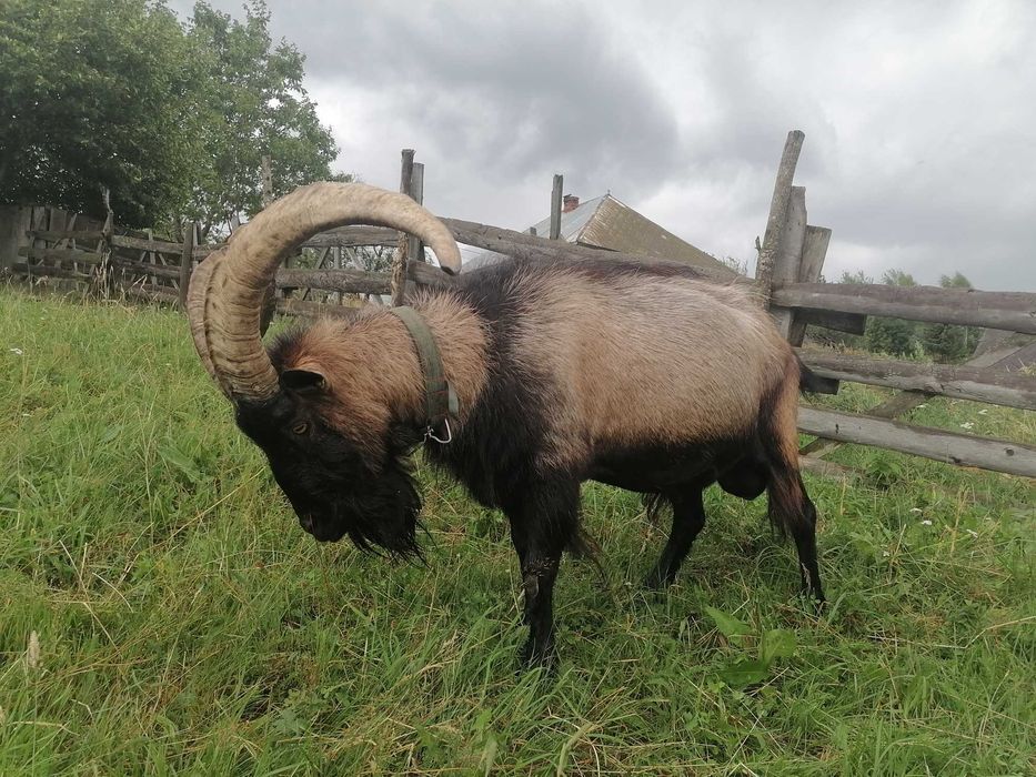 Vând sau schimb tap Alpina Franceză