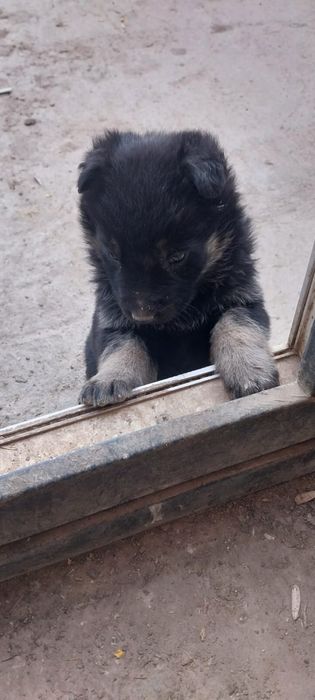 Восточно - европейские овчарки