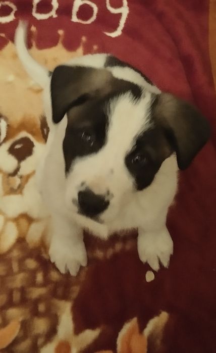 Күшік сатылады жақсы