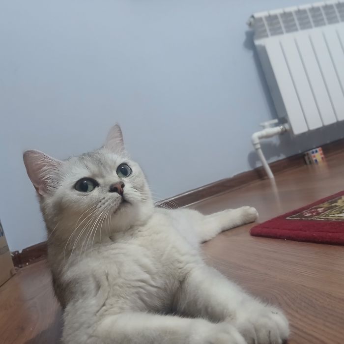 Кошка Британский коротка шерст