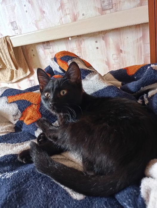 Отдам в добрые руки котят мальчиков