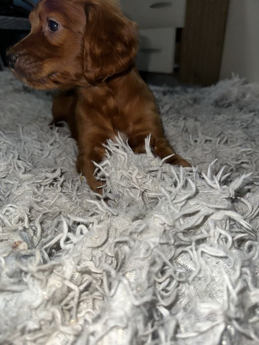 Ирланский сеттер