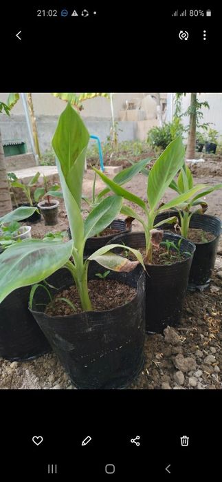 Banan papaya ko'chatlar sotiladi