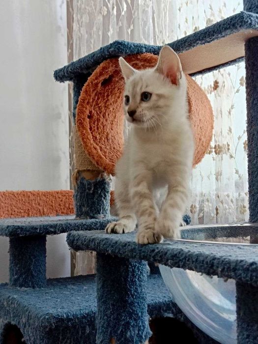 Бенгальские котята