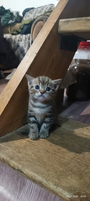 Британский котенок