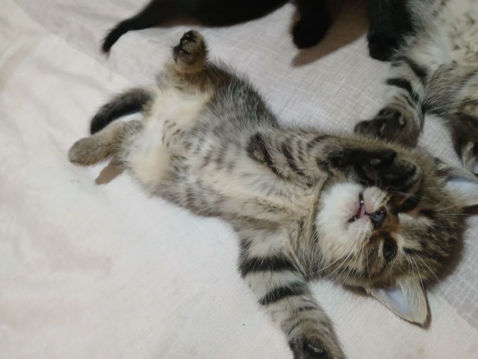 Отдам котят в добрые руки