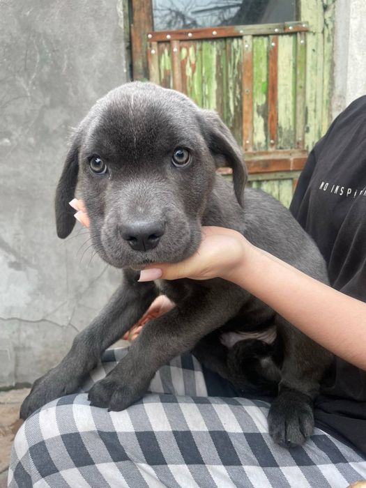 Продеются щенки Кане Корсо