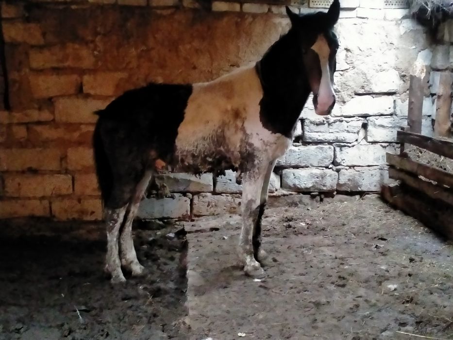 Семиз тай сатам откормнан