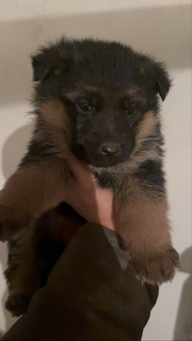 Күшіктер Немецкий овчарка