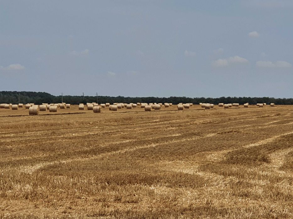 Baloti paie de grau