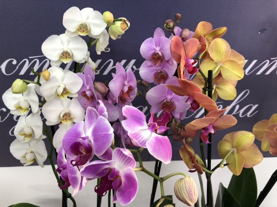 орхидеи очень красивые