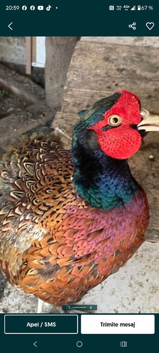 vând fazan  150 lei